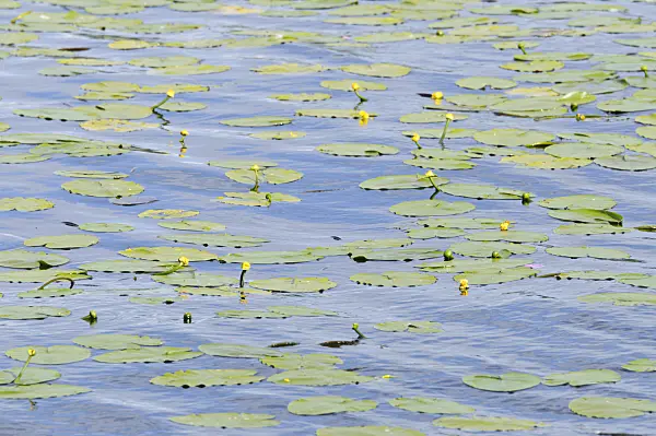 485115 - Yellow pond lily (Nuphar lutea)