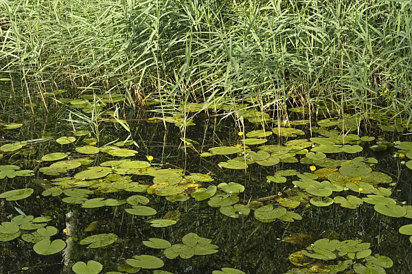 510095 - Yellow pond lily (Nuphar lutea) and common reed (Phragmites australis)