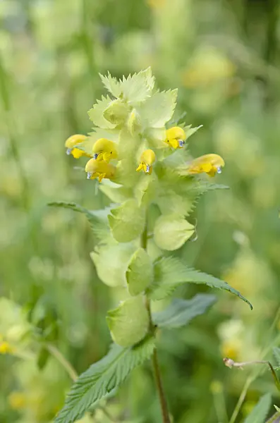 509004 - Yellow rattle (Rhinanthus alectorolophus)