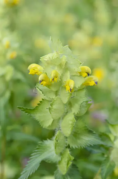 509005 - Yellow rattle (Rhinanthus alectorolophus)