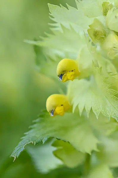 509006 - Yellow rattle (Rhinanthus alectorolophus)
