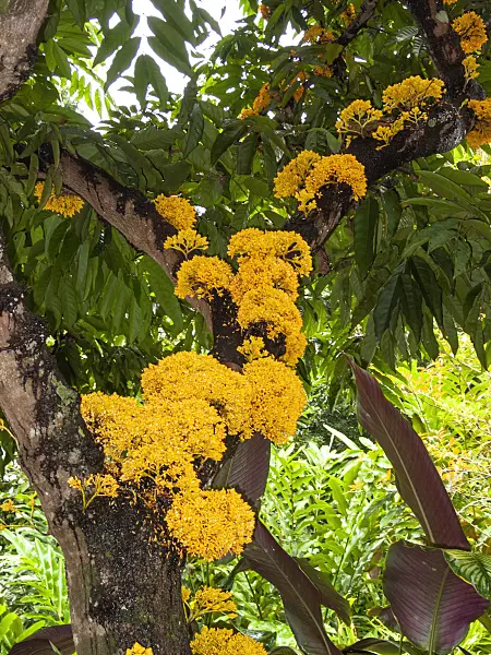 411010 - Yellow saraca (Saraca cauliflora)