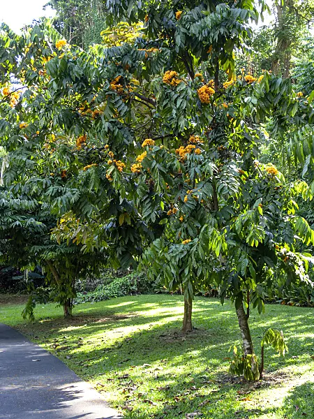 434143 - Yellow saraca (Saraca cauliflora)