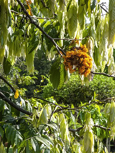 434144 - Yellow saraca (Saraca cauliflora)