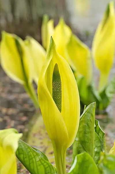471097 - Yellow skunk cabbage (Lysichiton americanus)