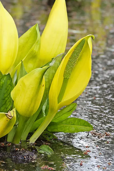471098 - Yellow skunk cabbage (Lysichiton americanus)