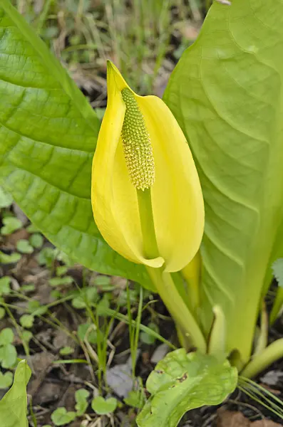 520015 - Yellow skunk cabbage (Lysichiton americanus)