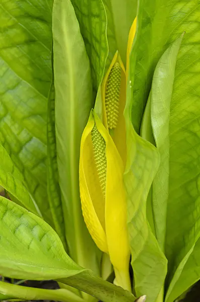 520016 - Yellow skunk cabbage (Lysichiton americanus)