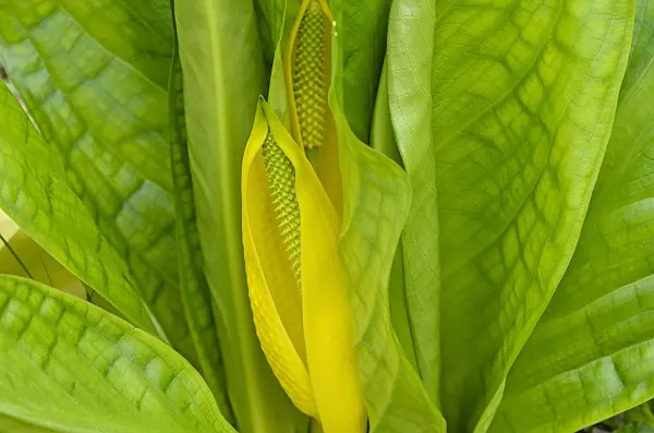 520017 - Yellow skunk cabbage (Lysichiton americanus)