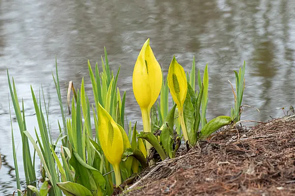 675178 - Yellow skunk cabbage (Lysichiton americanus)