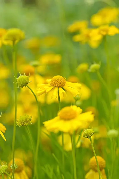 488009 - Yellow sneezeweed (Helenium amarum)