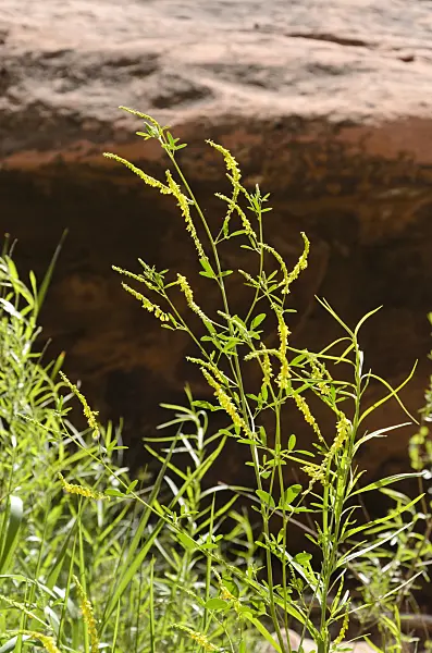 508317 - Yellow sweet clover (Melilotus officinalis)
