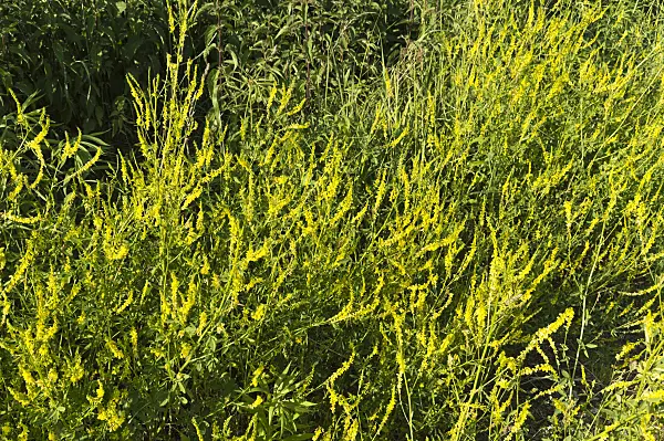 509050 - Yellow sweet clover (Melilotus officinalis)