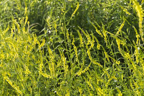 509051 - Yellow sweet clover (Melilotus officinalis)