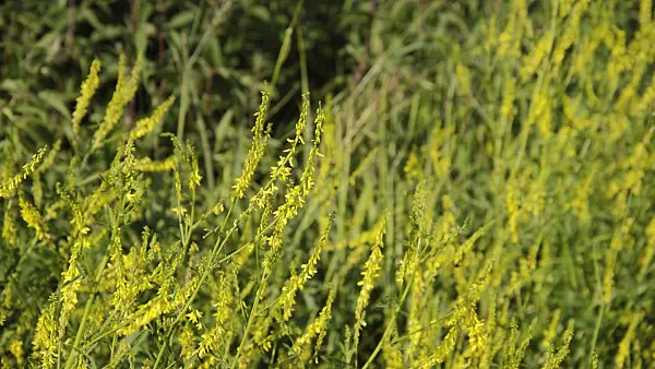 509055 - Yellow sweet clover (Melilotus officinalis)