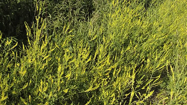 509056 - Yellow sweet clover (Melilotus officinalis)