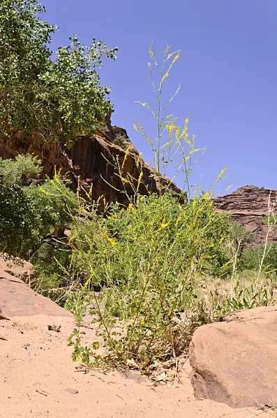 508328 - Yellow sweet clover (Melilotus officinalis), Hunters Canyon, Utah, USA