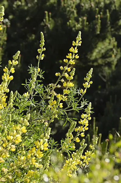 508418 - Yellow tree lupin (Lupinus arboreus)
