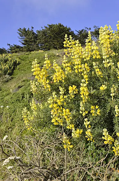 508465 - Yellow tree lupin (Lupinus arboreus)