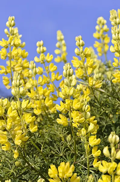 508466 - Yellow tree lupin (Lupinus arboreus)