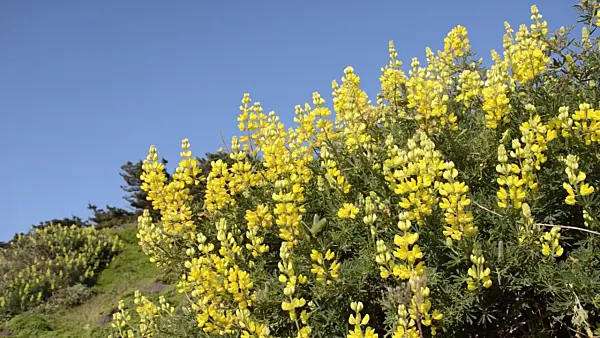 508478 - Yellow tree lupin (Lupinus arboreus)