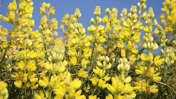 508479 - Yellow tree lupin (Lupinus arboreus)