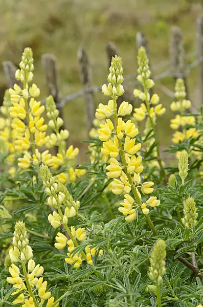 533378 - Yellow tree lupin (Lupinus arboreus)