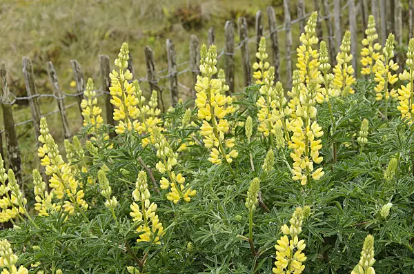 533379 - Yellow tree lupin (Lupinus arboreus)