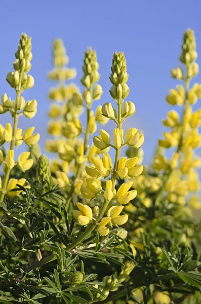 533440 - Yellow tree lupin (Lupinus arboreus)