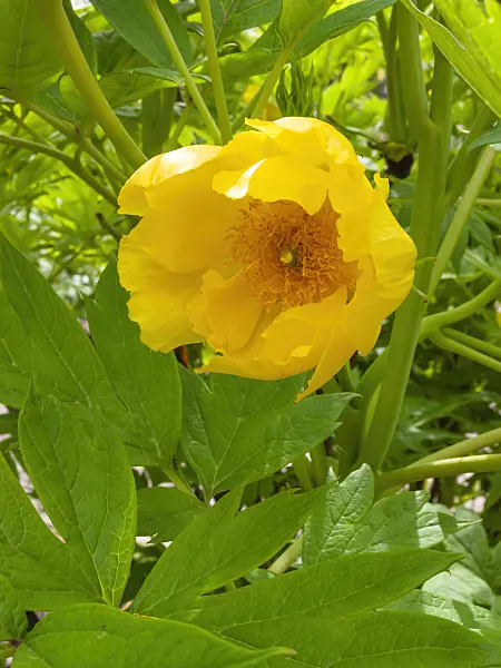 401170 - Yellow tree peony (Paeonia lutea)