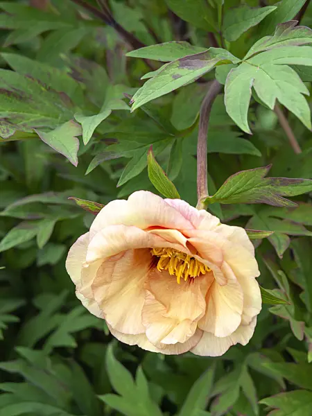 437399 - Yellow tree peony (Paeonia lutea 'Angelet')