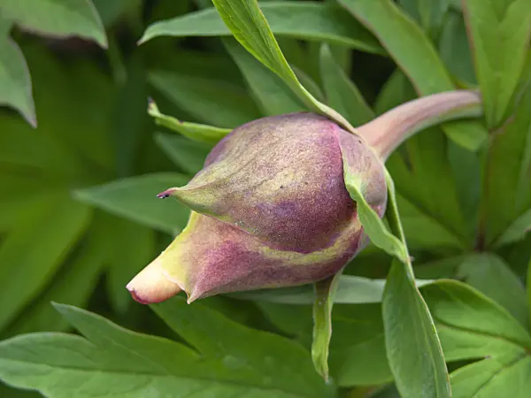 437400 - Yellow tree peony (Paeonia lutea 'Marchioness')