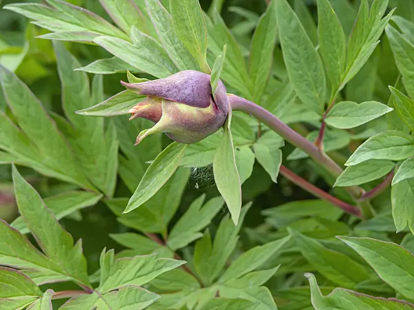 437401 - Yellow tree peony (Paeonia lutea 'Marchioness')