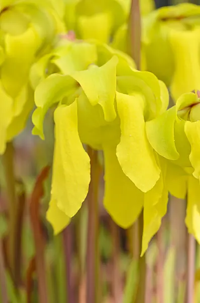 555067 - Yellow trumpet pitcher (Sarracenia flava)