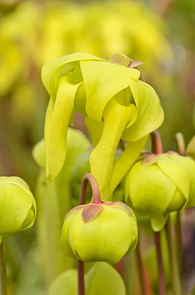 555070 - Yellow trumpet pitcher (Sarracenia flava)