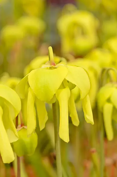 555087 - Yellow trumpet pitcher (Sarracenia flava)