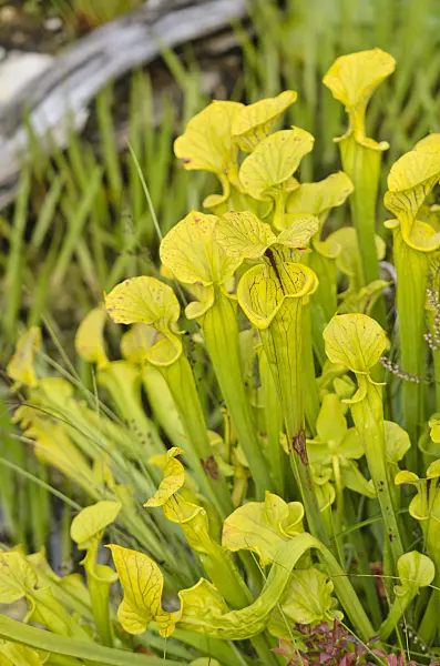 572010 - Yellow trumpet pitcher (Sarracenia flava)