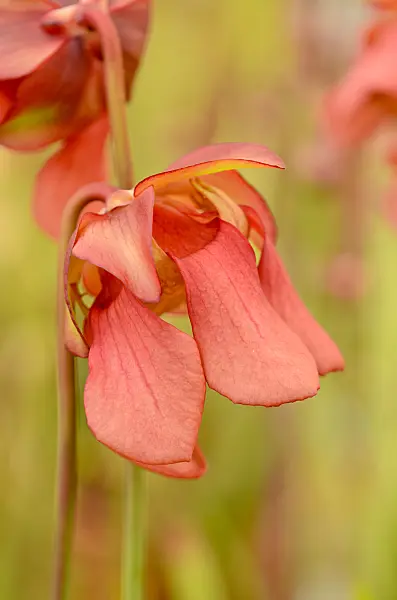 555075 - Yellow trumpet pitcher (Sarracenia flava var. maxima x leucophylla)