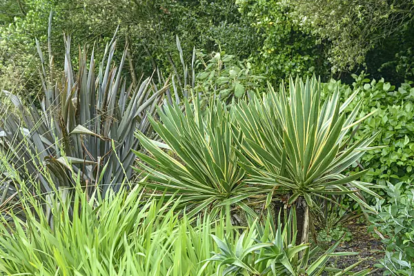547316 - Yucca (Yucca gloriosa 'Variegata')