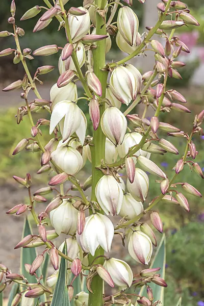638393 - Yucca (Yucca gloriosa 'Variegata')