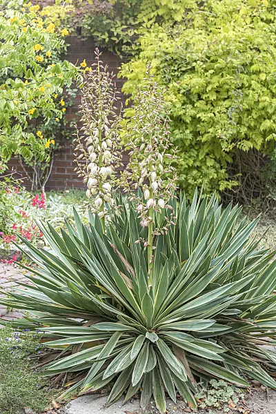 638394 - Yucca (Yucca gloriosa 'Variegata')