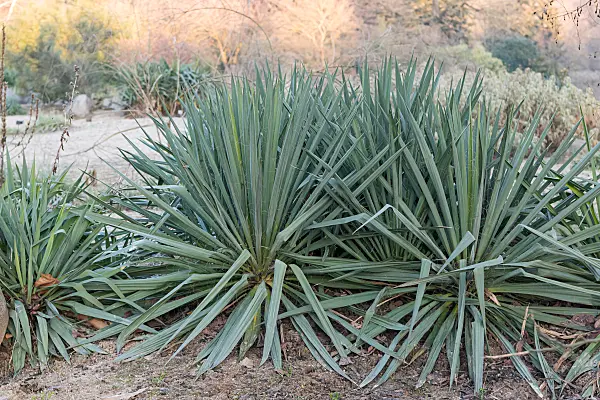 664482 - Yucca (Yucca recurvifolia)