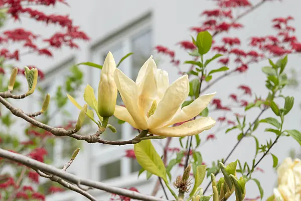 675194 - Yulan magnolia (Magnolia denudata 'Yellow River')