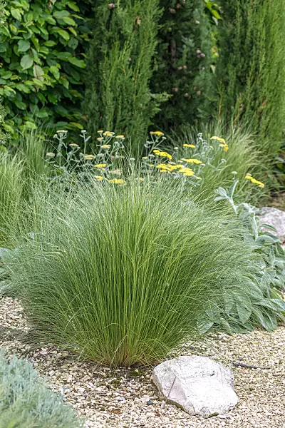 664452 - Zartes Federgras (Stipa tenuissima 'Ponytails')