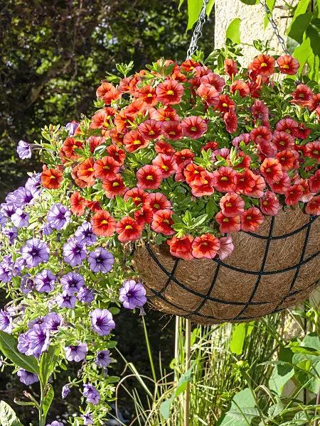 462171 - Zauberglöckchen (Calibrachoa Dream Kisses) und Petunien (Petunia) in einer Blumenampel
