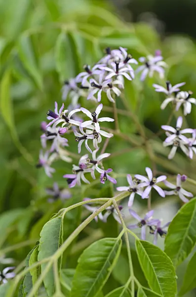 496408 - Zedrachbaum (Melia azedarach)
