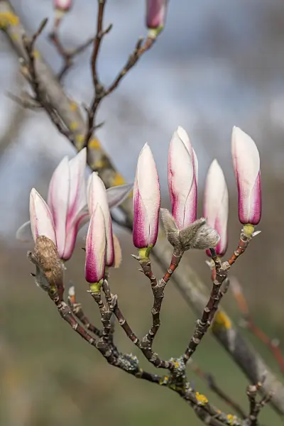 664250 - Zen-Magnolie (Magnolia zenii)