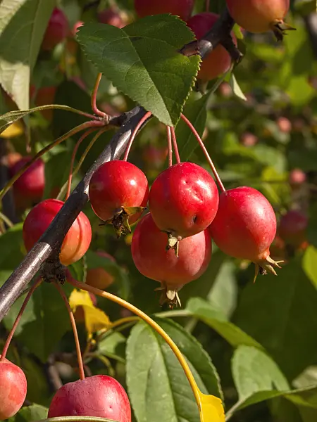 405037 - Zierapfel (Malus)