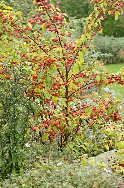 525115 - Zierapfel (Malus)