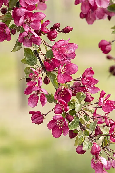 607141 - Zierapfel (Malus Indian Magic)